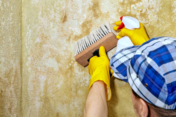 Reliable Mount Carroll, IL Mold Removal Solutions